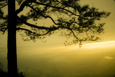 Silhouette of tree at sunset