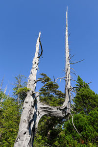 Low angle view of tree against blue sky