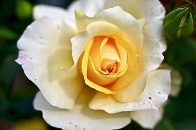 Close-up of rose flower