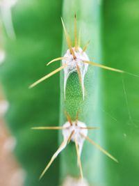 Close-up of spider