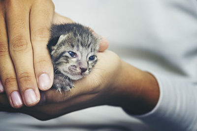 Midsection of woman holding kitten