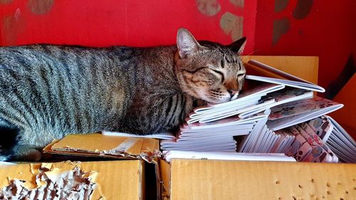Cat resting in a box