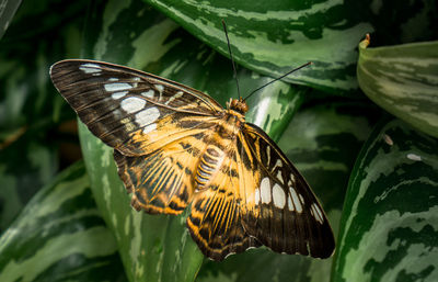 Close-up of butterfly pollinating flower