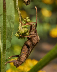 Close-up of insect on plant