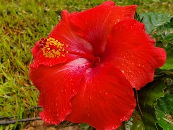 Close-up of wet red rose flower