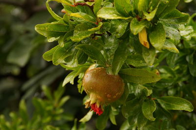 Close-up of fresh green plant