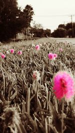 Close-up of pink flowers blooming in field
