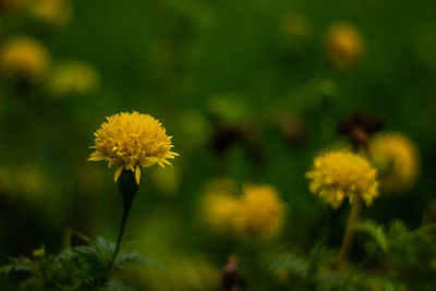 Close-up of yellow flowering plant on field