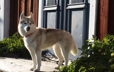 Beautiful laika against wooden old house