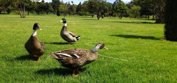 View of birds on grass