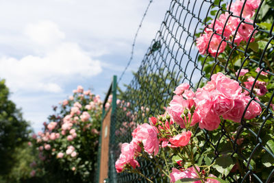 Close-up of pink flowering plants by fence against sky