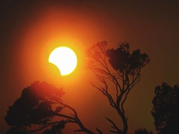 Low angle view of silhouette tree against orange sky