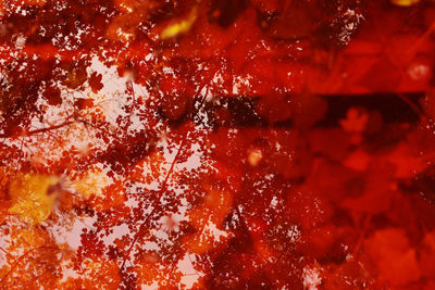 Full frame shot of autumn leaves in water