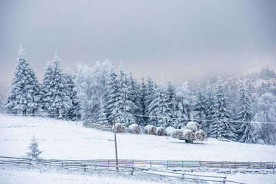 Snow covered pine trees against sky