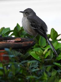 Close-up of bird perching on plant