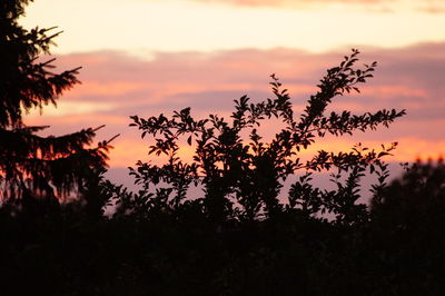 Silhouette of trees against sky at sunset