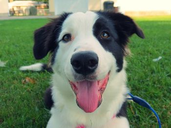 Close-up portrait of dog