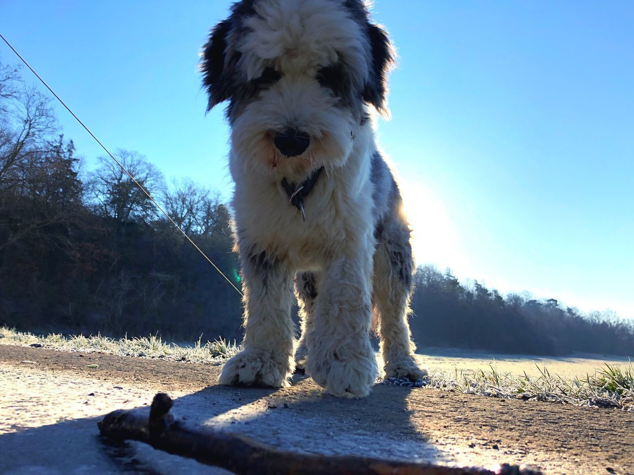 PORTRAIT OF DOG STANDING BY TREE AGAINST SKY