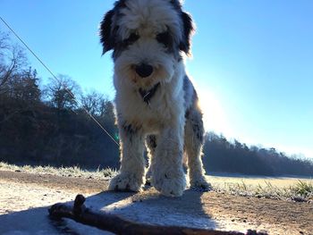 Portrait of dog standing against sky