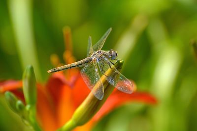 Close-up of insect on flower