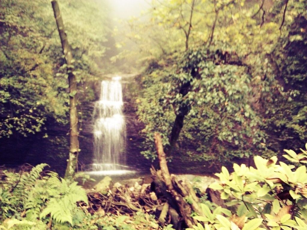 tree, forest, growth, nature, beauty in nature, tranquility, plant, scenics, green color, tranquil scene, falling, sunbeam, sunlight, park - man made space, leaf, waterfall, tree trunk, outdoors, day, flowing water