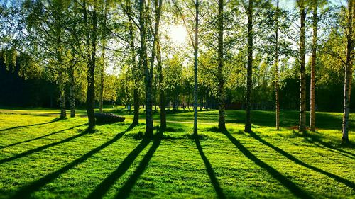 Trees on grassy field