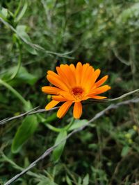 Close-up of orange flower