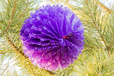 Close-up of purple flower blooming on field