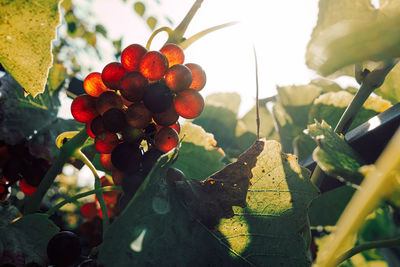 Close-up of fruits growing on tree