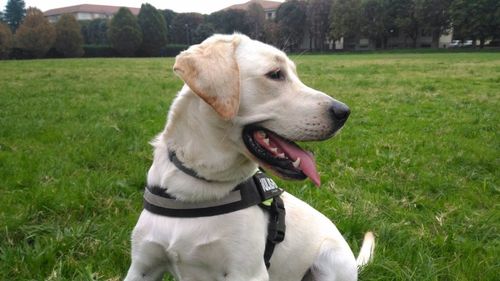 Close-up of dog sitting on field