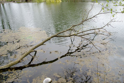 High angle view of bare tree by lake