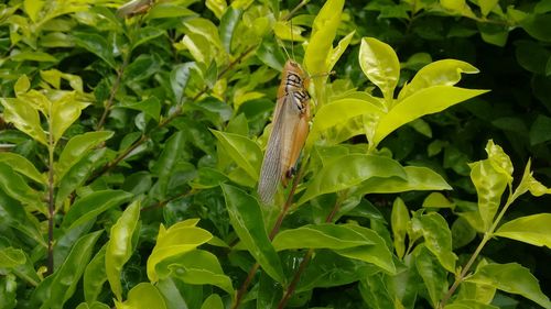 Close-up of insect on leaf