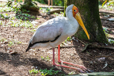 Close-up of bird perching on a field