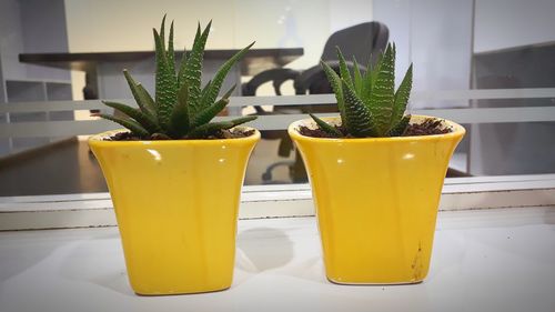 Close-up of yellow potted plant on table