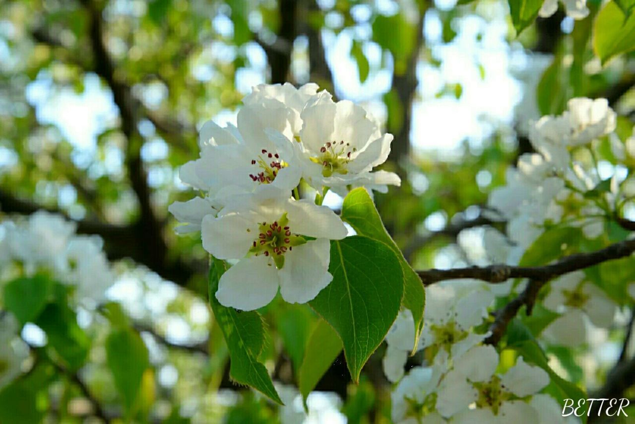 flower, freshness, growth, white color, fragility, petal, beauty in nature, focus on foreground, tree, nature, blooming, close-up, flower head, branch, blossom, in bloom, cherry blossom, park - man made space, leaf, plant