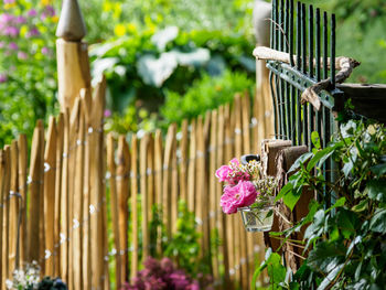 Summer time in a german garden