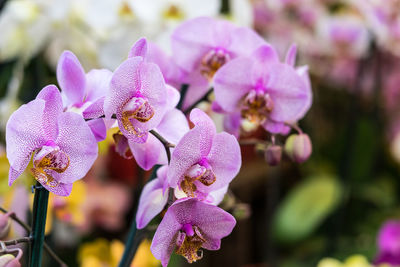 Close-up of pink orchid flowers