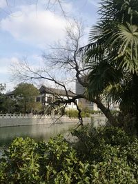 Plants and trees by building against sky