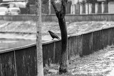 Bird perching on snow