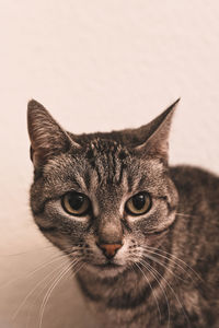 Close-up portrait of a cat