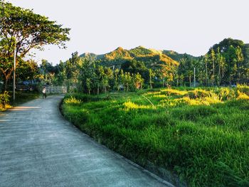 Scenic view of trees against clear sky