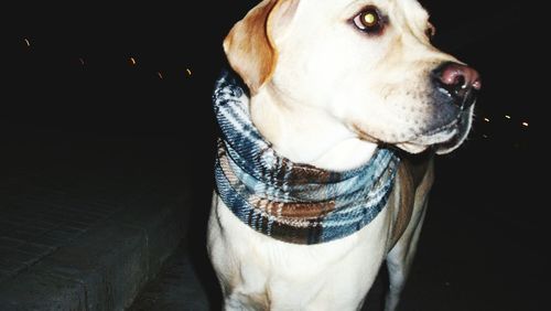 Close-up of dog against black background