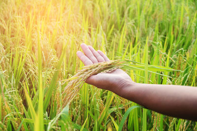 Cropped hand holding wheat in farm