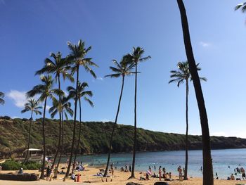 Palm trees on beach