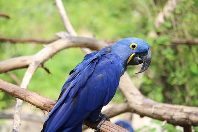 Close-up of blue perching on tree