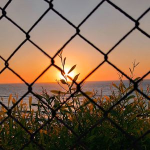 Silhouette plants by sea against sky during sunset