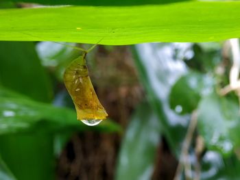 Close-up of raindrops on leaf