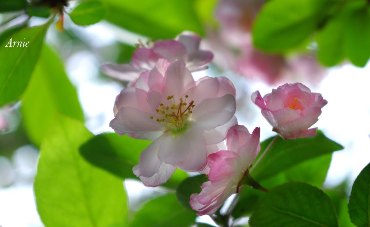 flower, freshness, growth, petal, fragility, leaf, beauty in nature, close-up, pink color, nature, flower head, focus on foreground, blooming, blossom, in bloom, branch, plant, tree, stamen, pollen