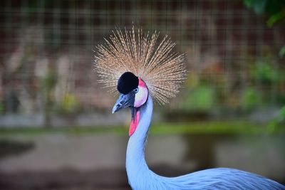 Close-up of a bird