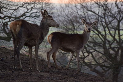 Deer standing on field